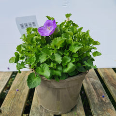 Campanula Rapido Series