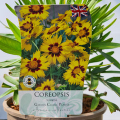 Coreopsis Sunkiss