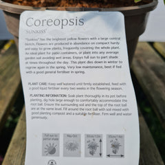 Coreopsis Sunkiss