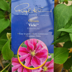 CLEMATIS Vicki