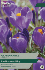 CROCUS GRAND MAÎTRE