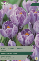 CROCUS KING OF THE STRIPED