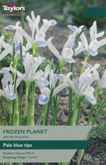 IRIS RETICULATA FROZEN PLANET