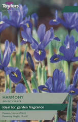 IRIS RETICULATA HARMONY