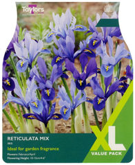 IRIS RETICULATA MIX (XL PACK)