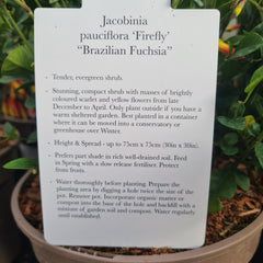 Jacobinia pauciflora Firefly
