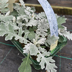 Cineraria Silver Leaf
