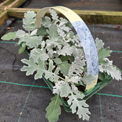 Cineraria Silver Leaf