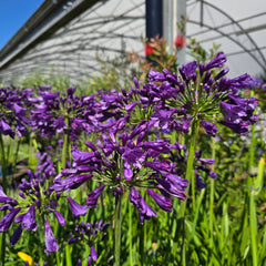 AGAPANTHUS Poppin Purple