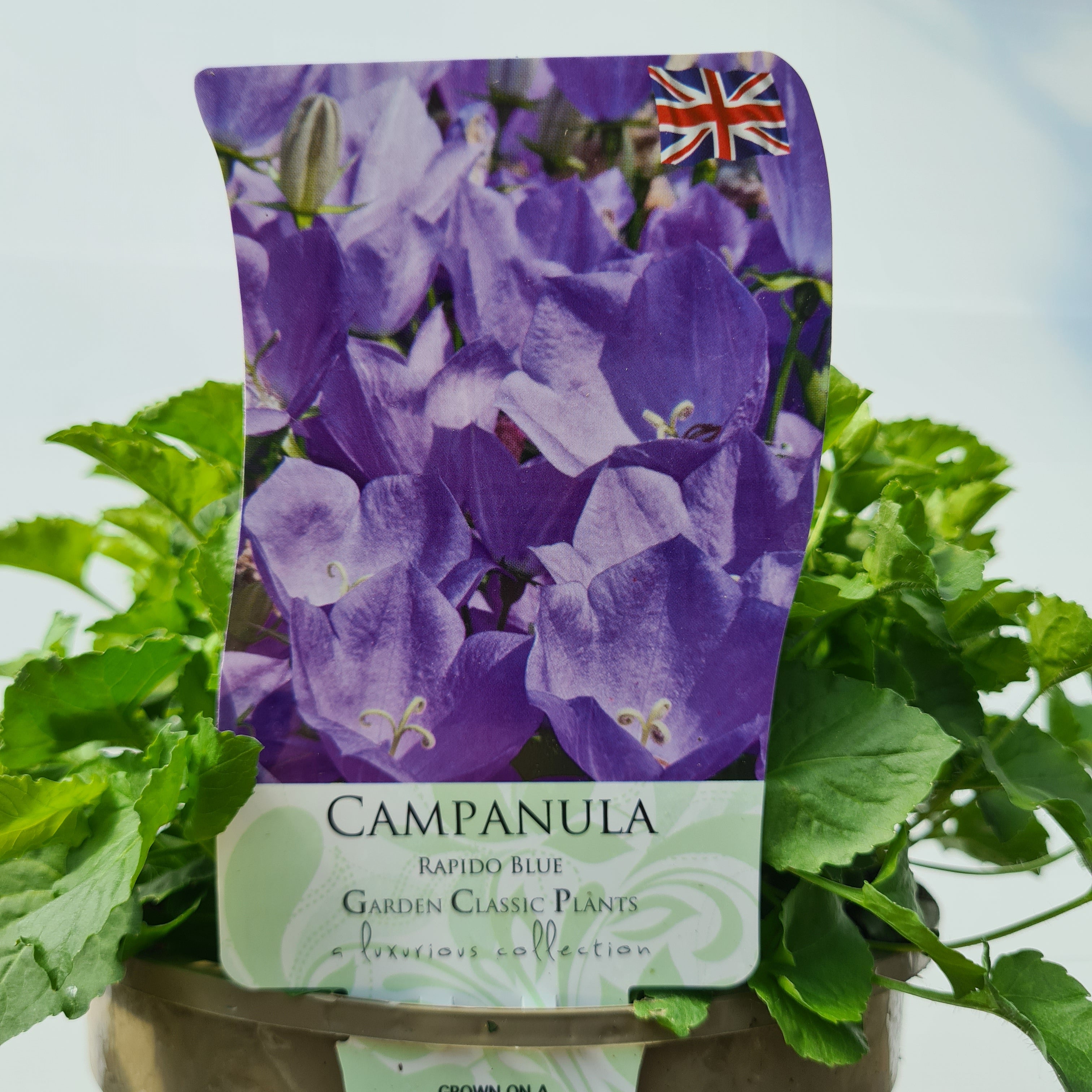 Campanula Rapido Series
