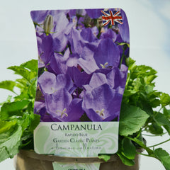 Campanula Rapido Series