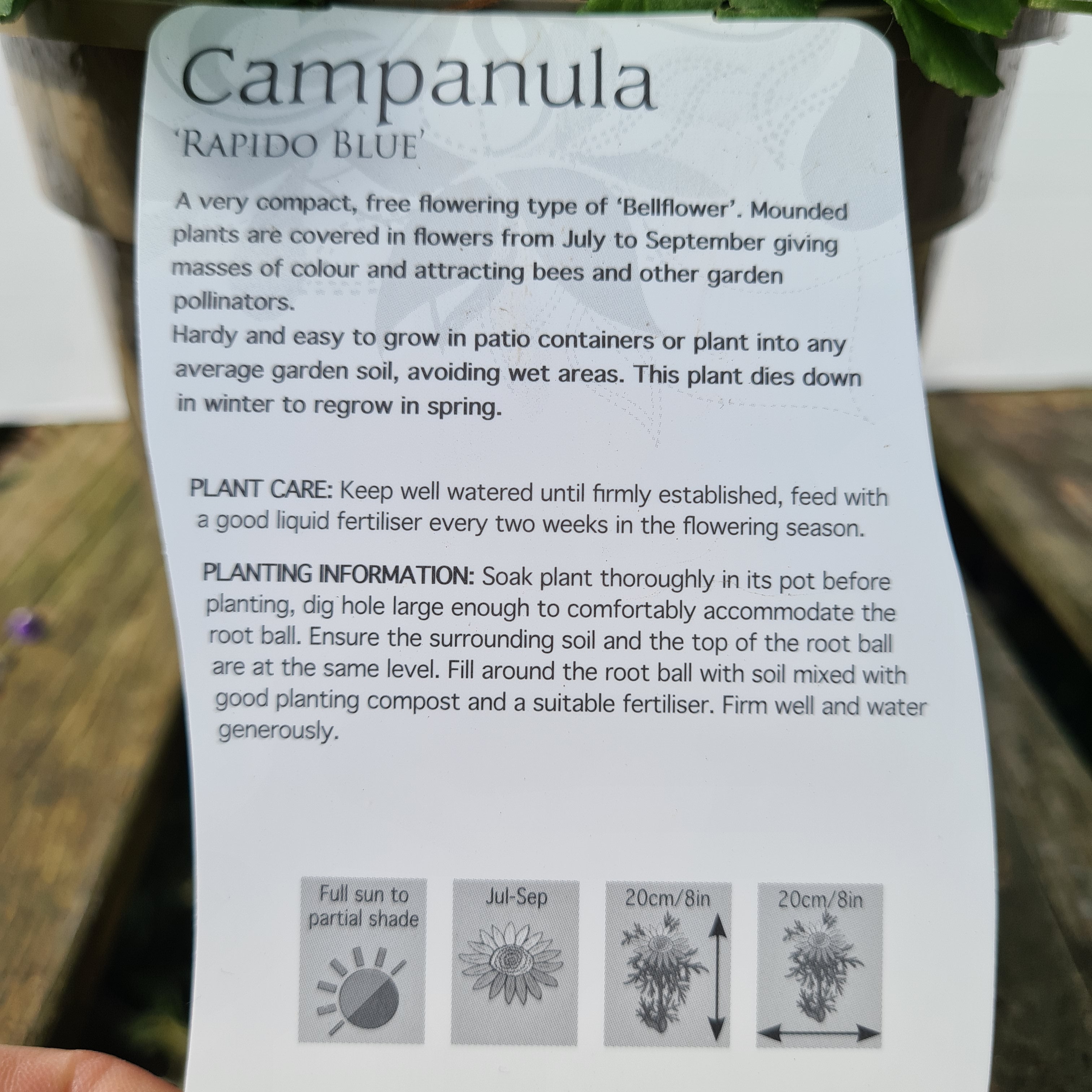 Campanula Rapido Series