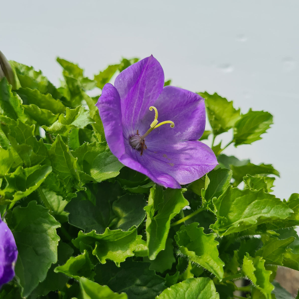 Campanula Rapido Series