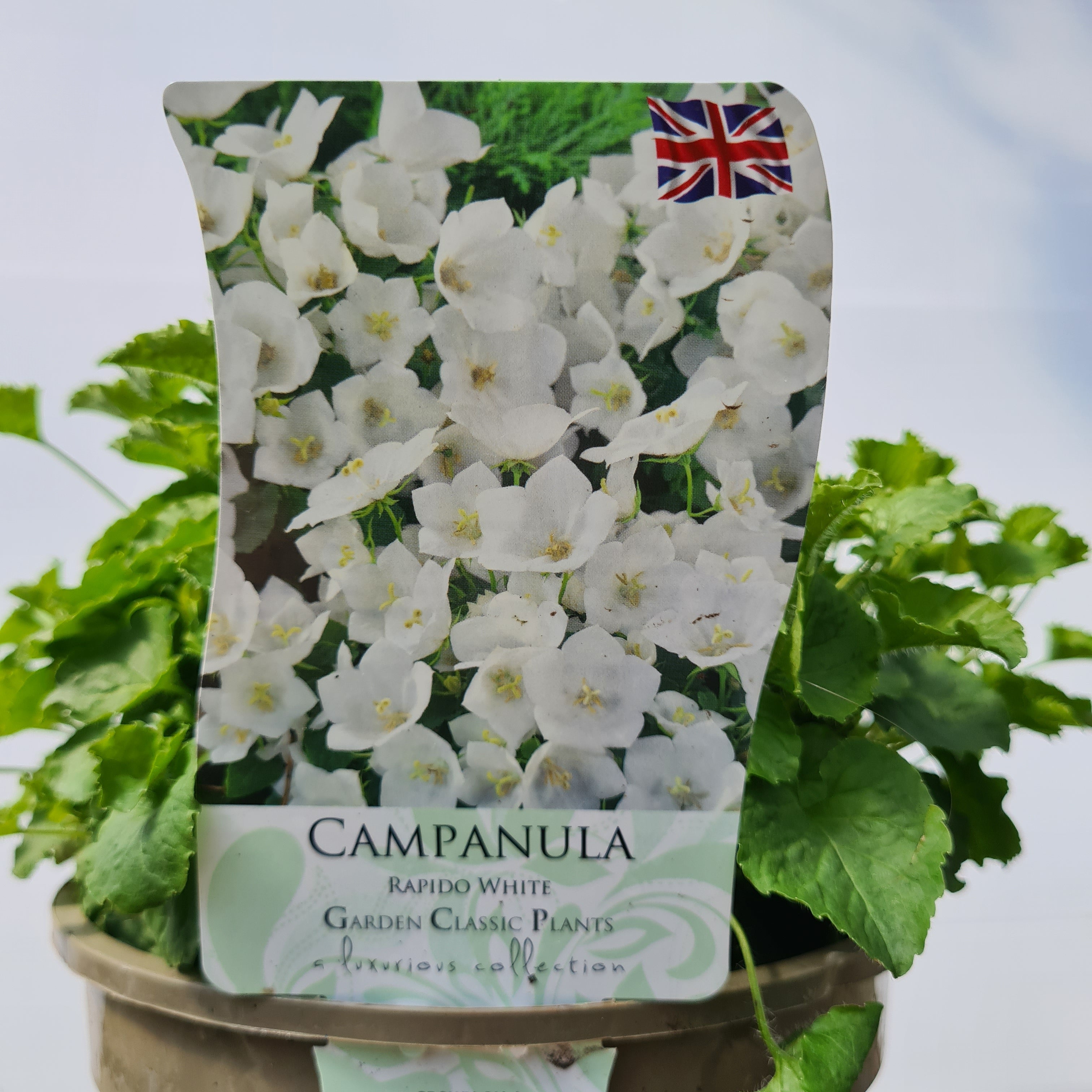 Campanula Rapido Series