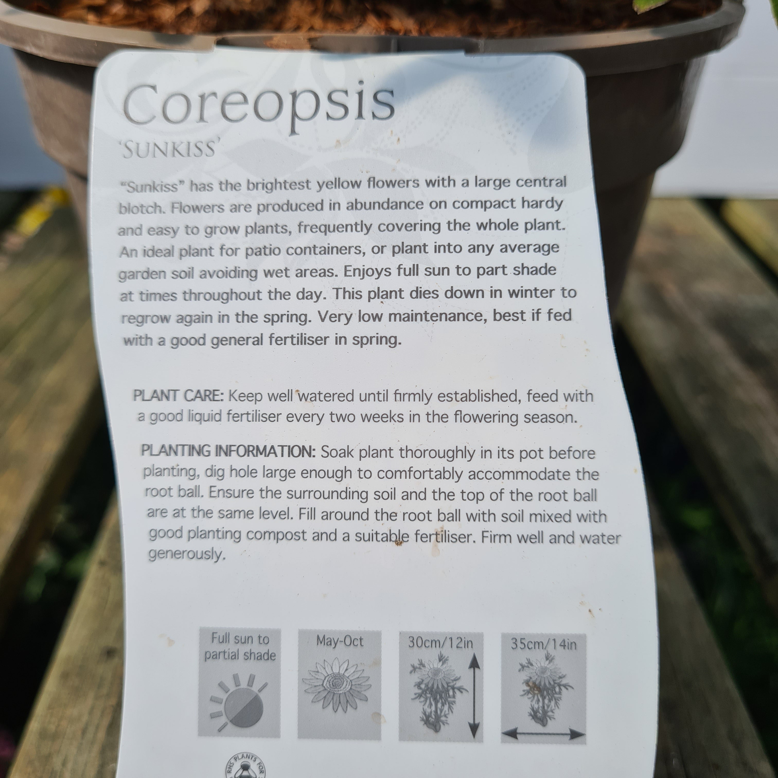 Coreopsis Sunkiss