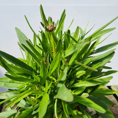 Coreopsis Sunkiss