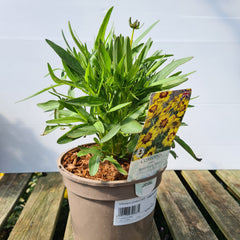 Coreopsis Sunkiss