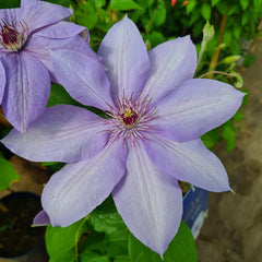 CLEMATIS Bernadine  (Boulevard)