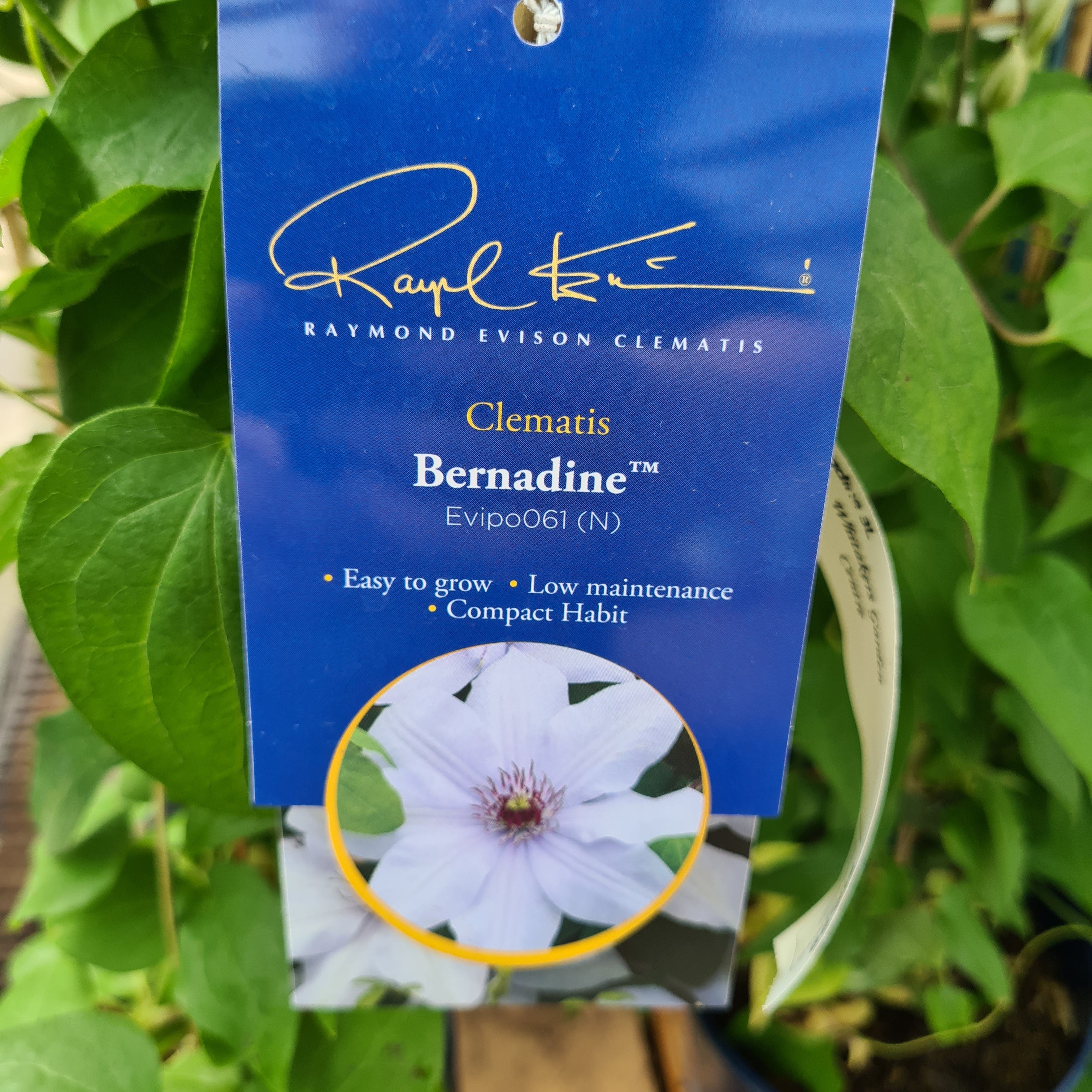CLEMATIS Bernadine  (Boulevard)