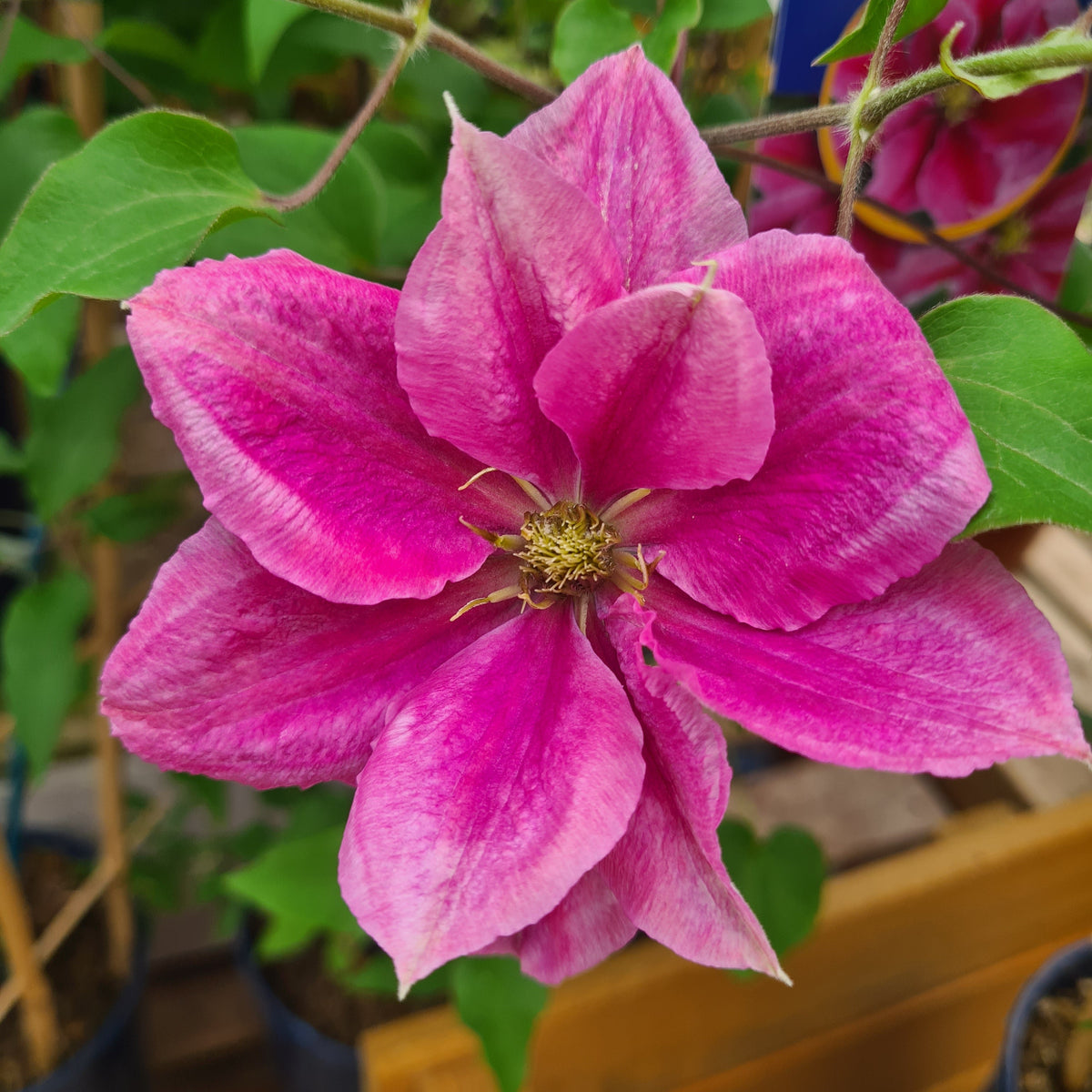 CLEMATIS Vicki