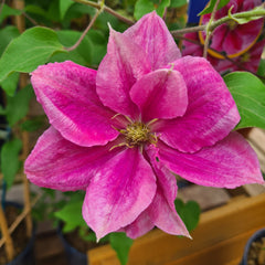 CLEMATIS Vicki