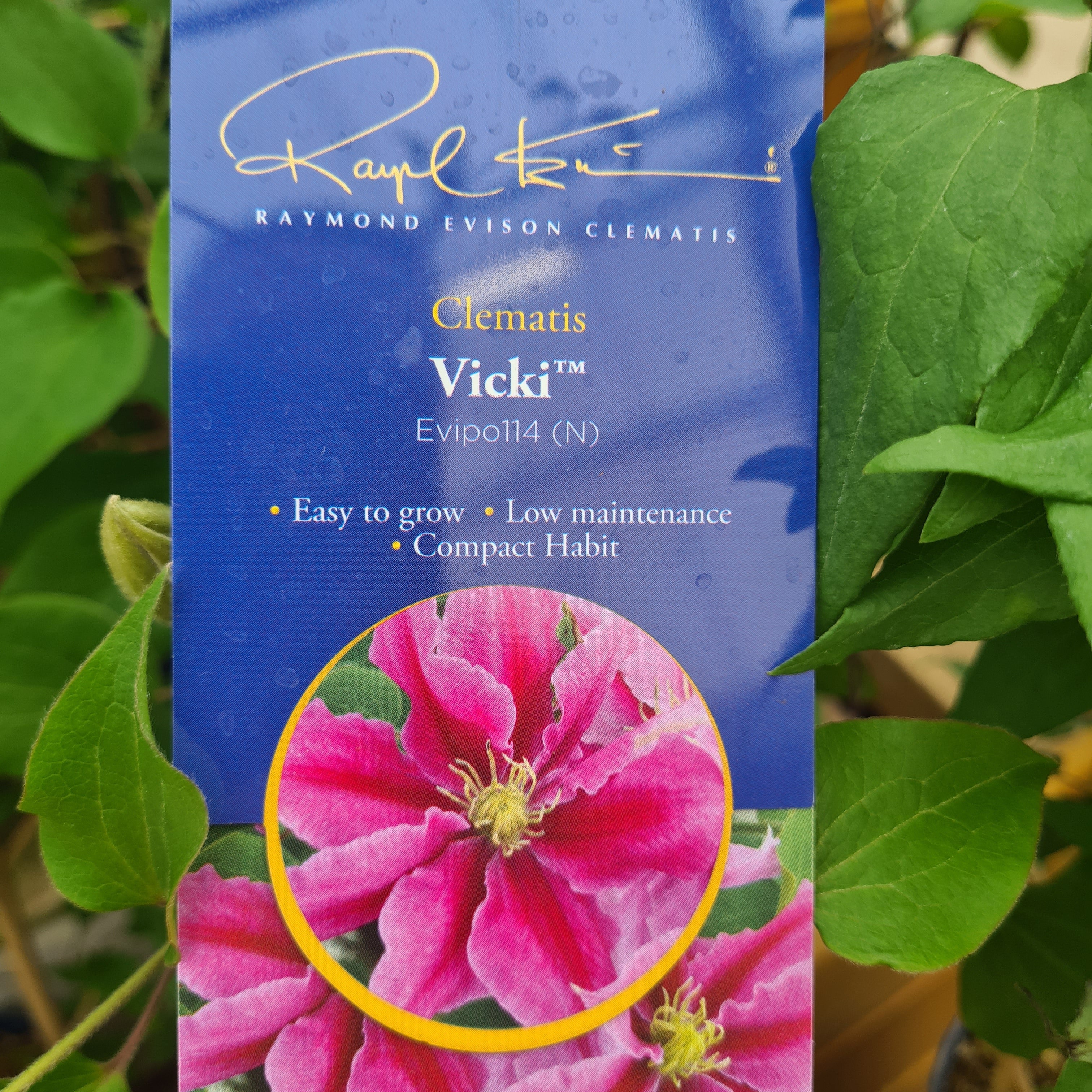 CLEMATIS Vicki