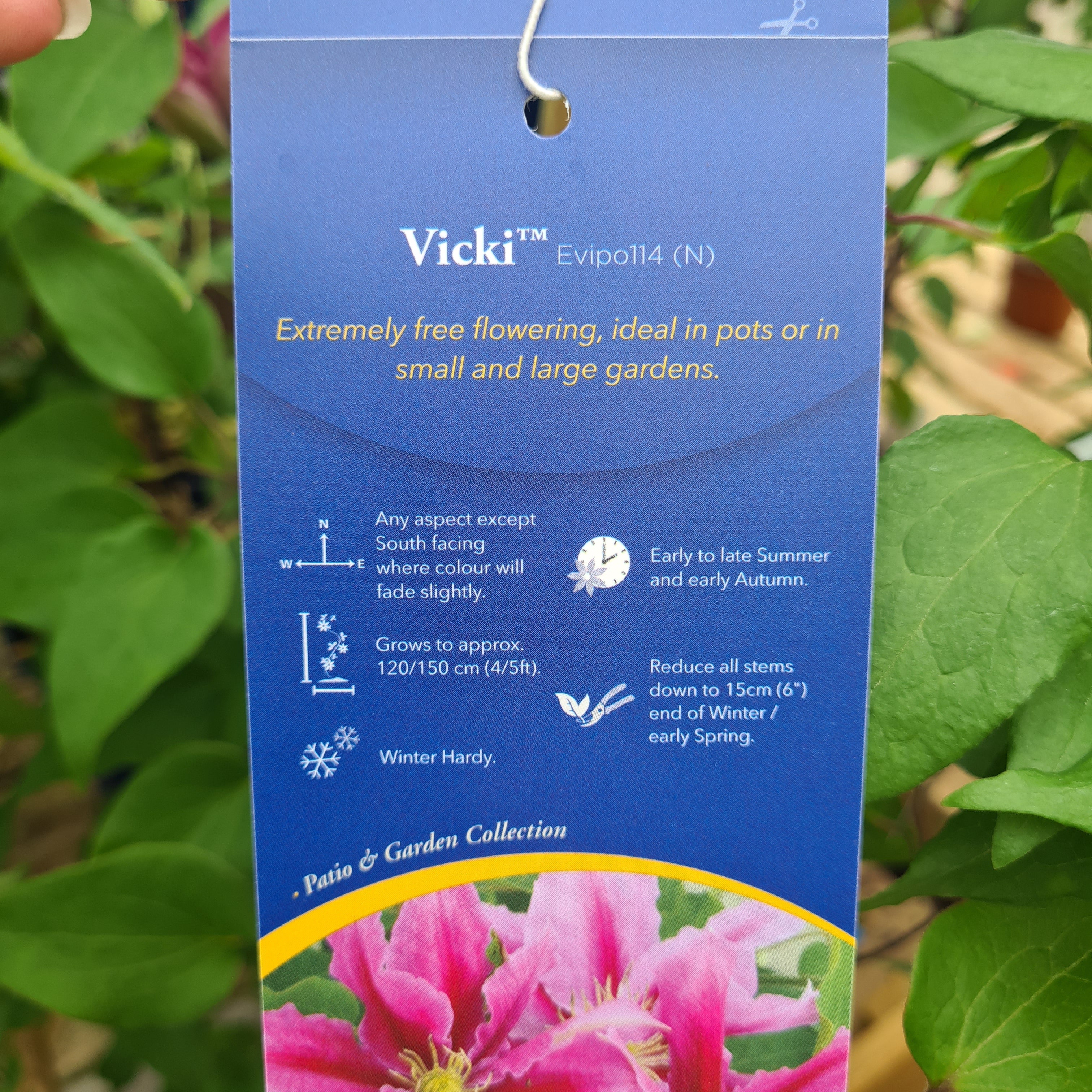 CLEMATIS Vicki