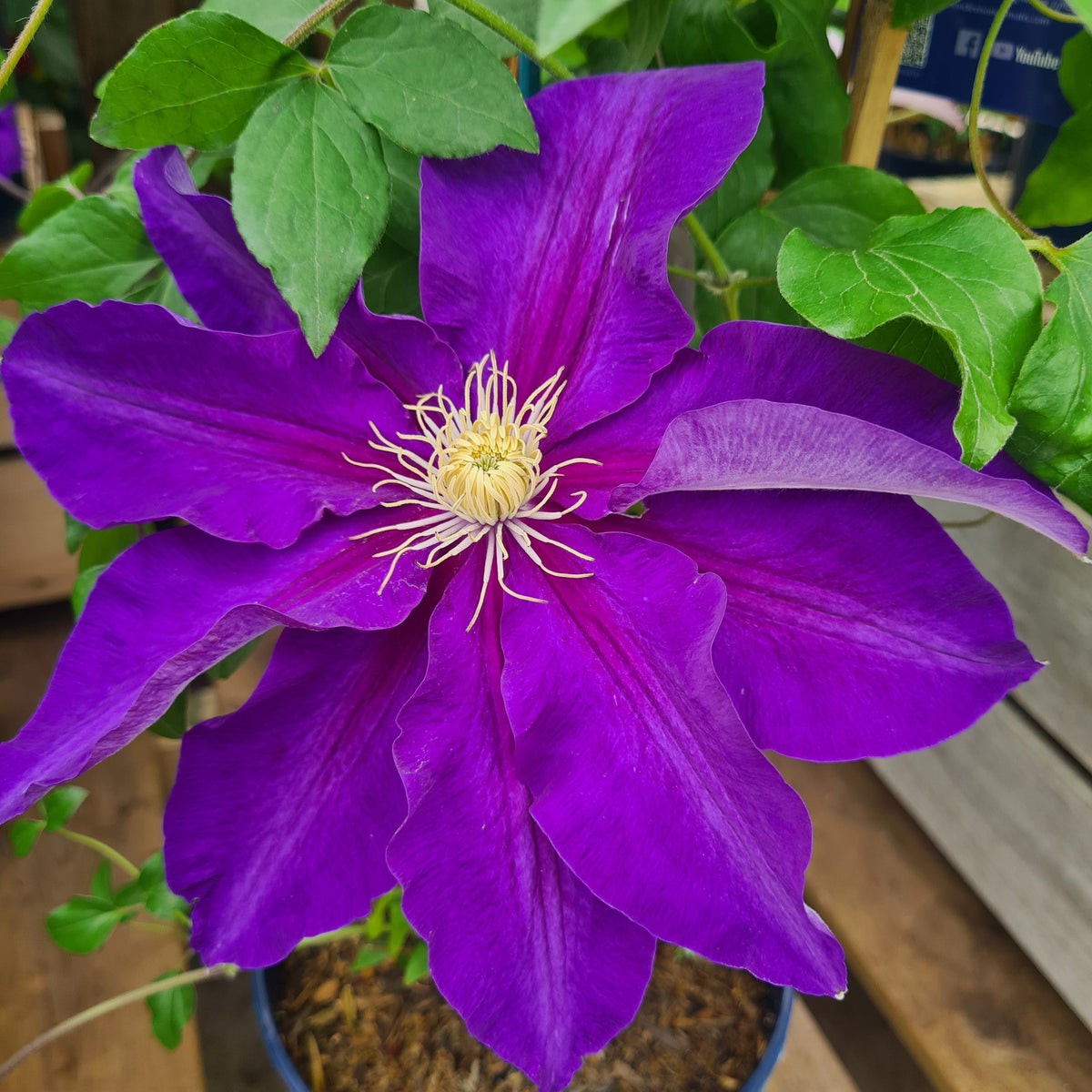 CLEMATIS The Duchess of Cornwall