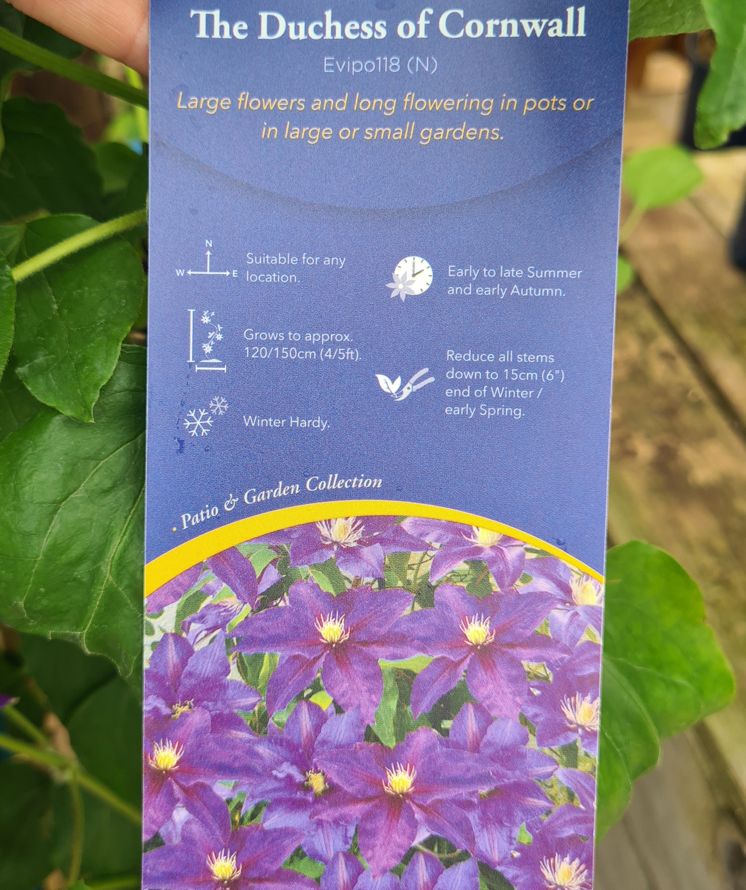 CLEMATIS The Duchess of Cornwall