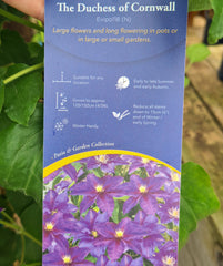 CLEMATIS The Duchess of Cornwall