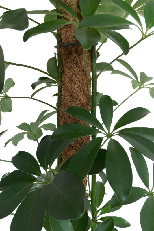 Better Grow Coir Pole 120cm