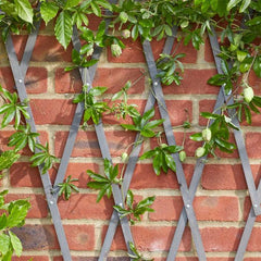 HD Exp Trellis - Slate 1.8 x 0.6m
