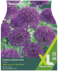 ALLIUM PURPLE SENSATION (XL PACK)
