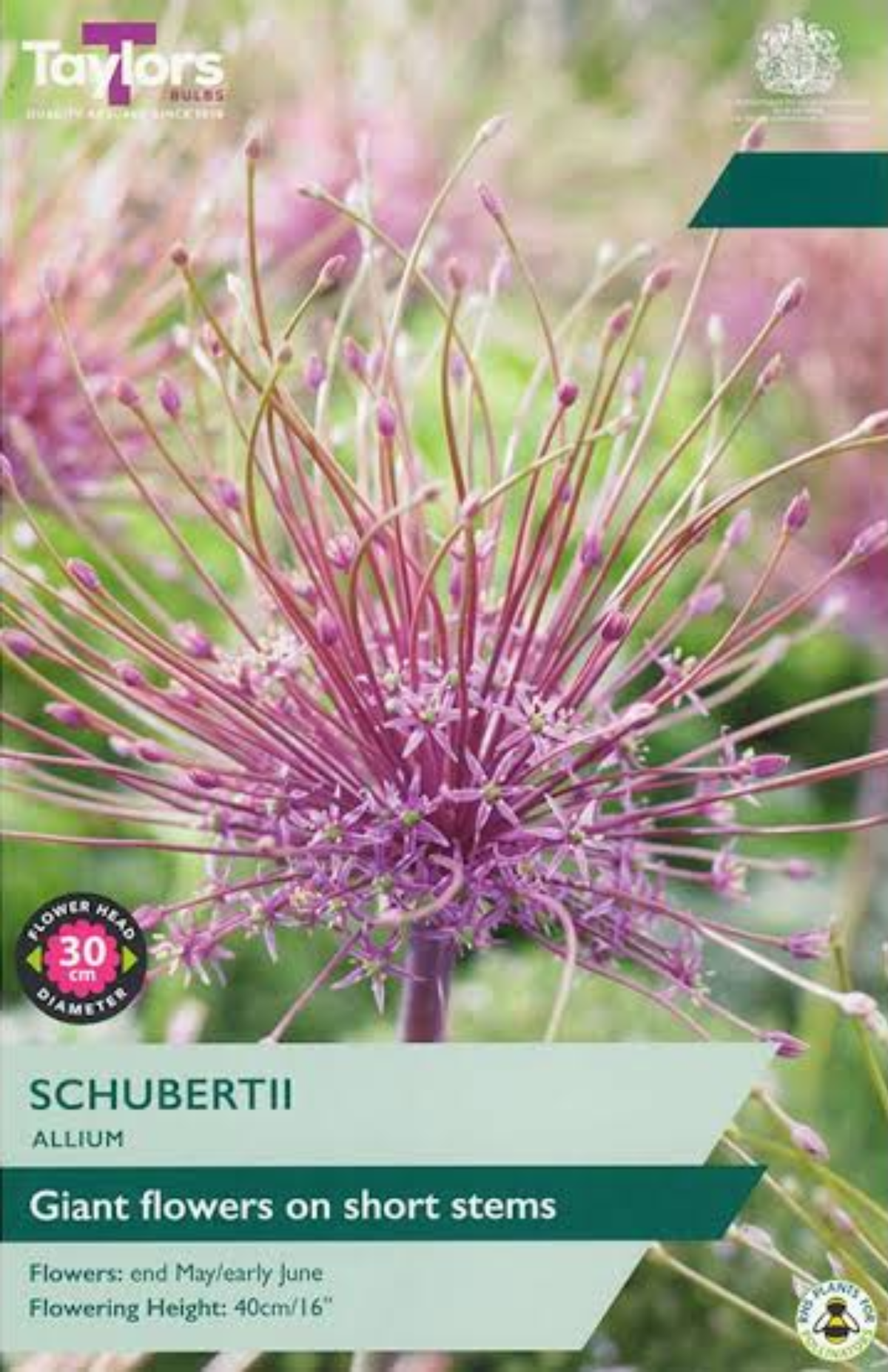 ALLIUM SCHUBERTII
