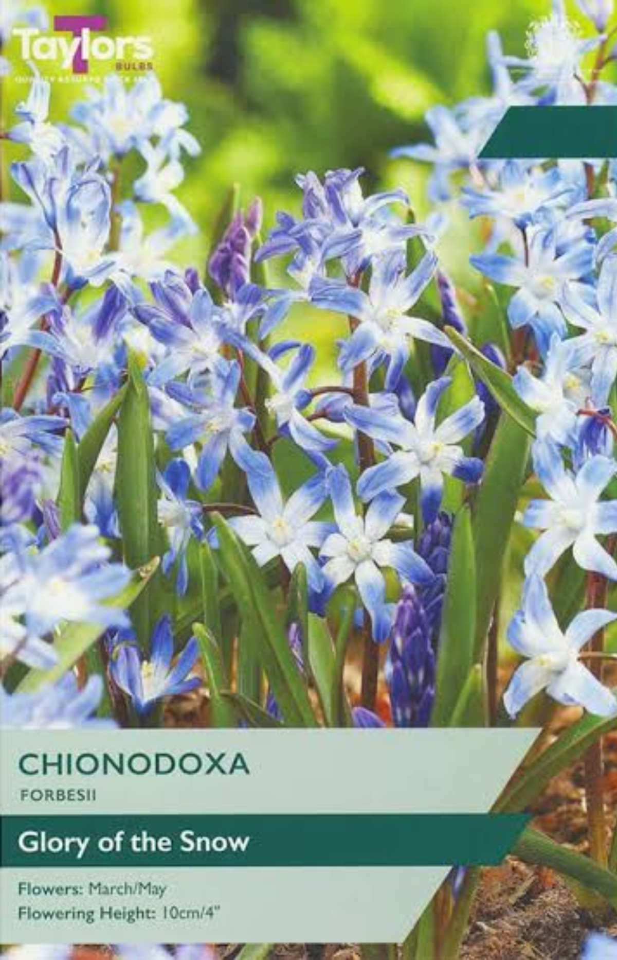CHIONODOXA FORBESII