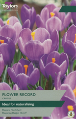 CROCUS FLOWER RECORD