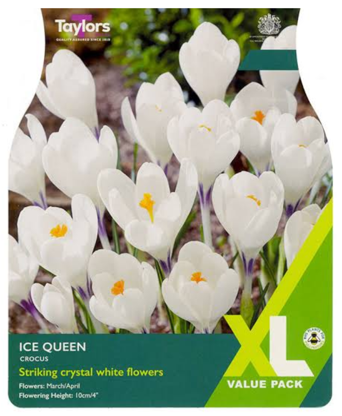 CROCUS ICE QUEEN (XL PACK)