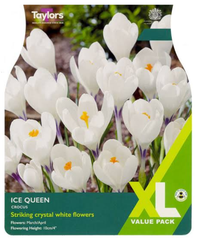 CROCUS ICE QUEEN (XL PACK)
