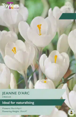 CROCUS JEANNE D'ARC
