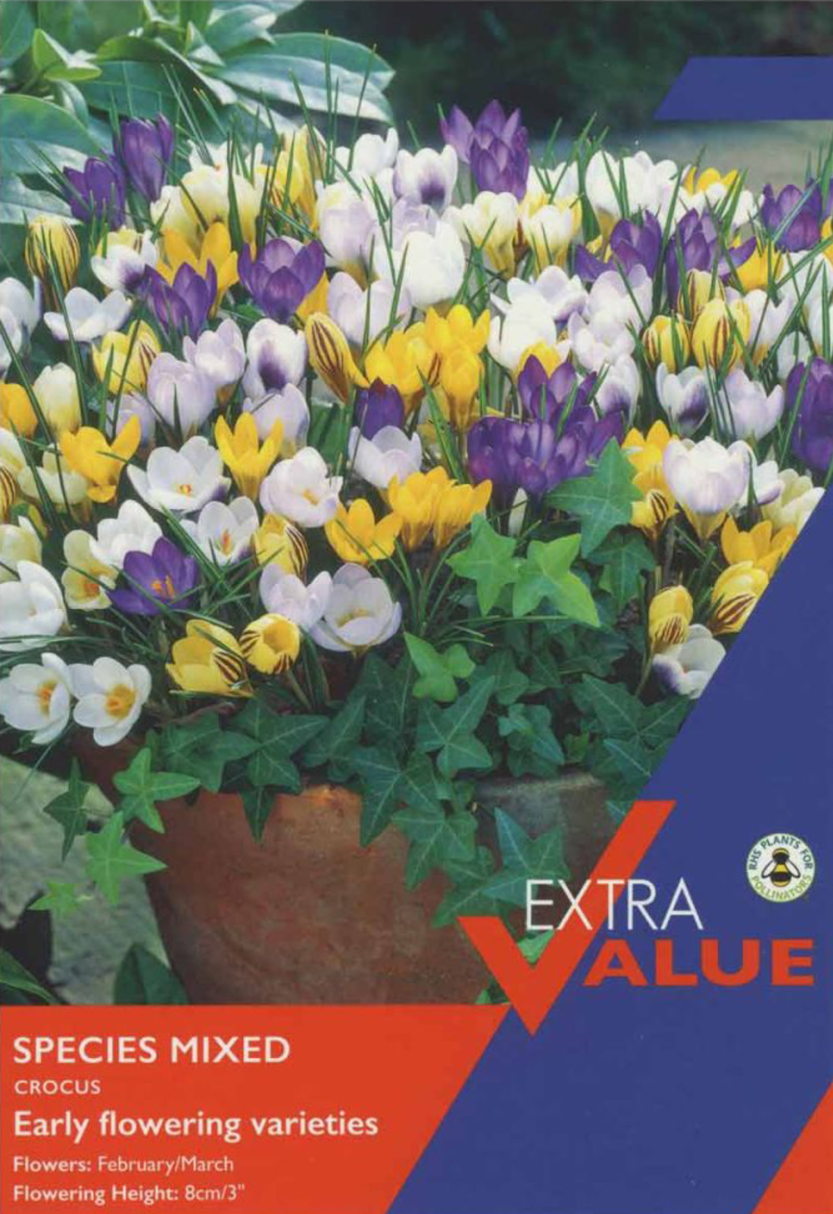 CROCUS SPECIES MIXED (EXTRA VALUE PACK)