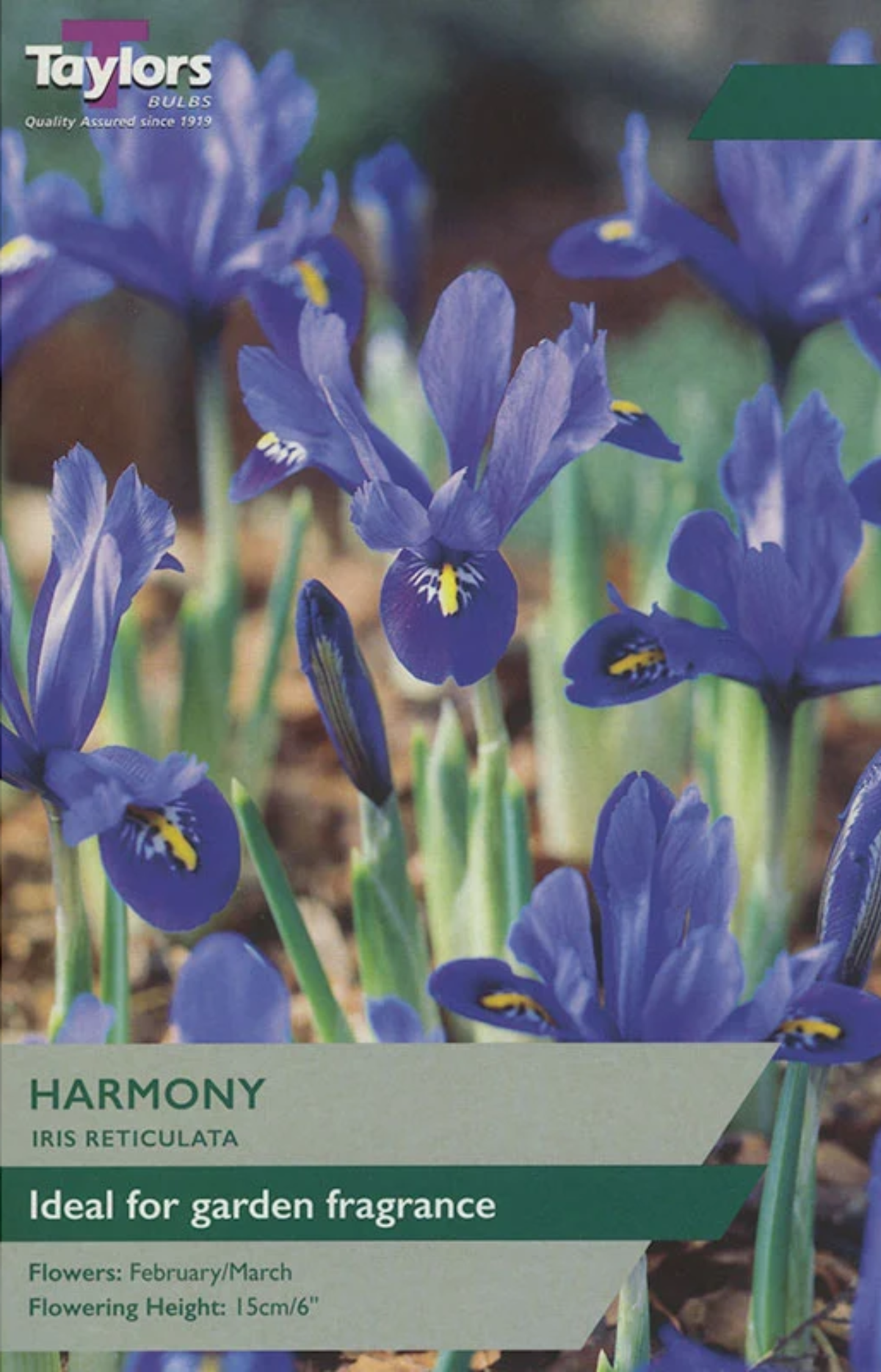 IRIS RETICULATA HARMONY