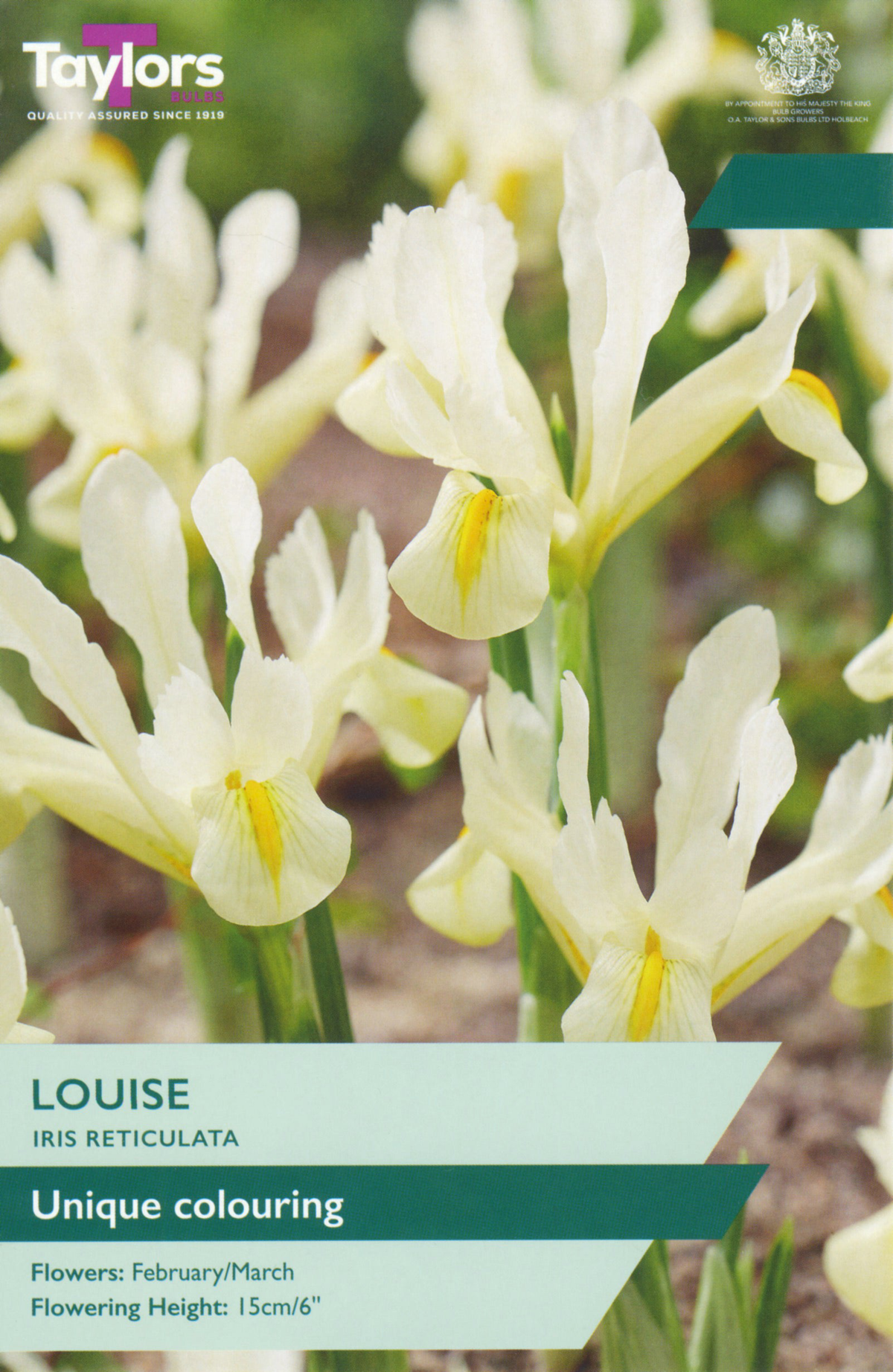 IRIS RETICULATA LOUISE