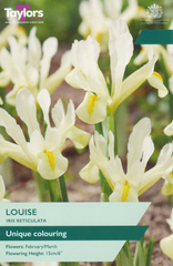 IRIS RETICULATA LOUISE