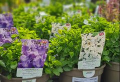 Campanula Rapido Series