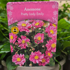 Anemone Pretty Lady Emily
