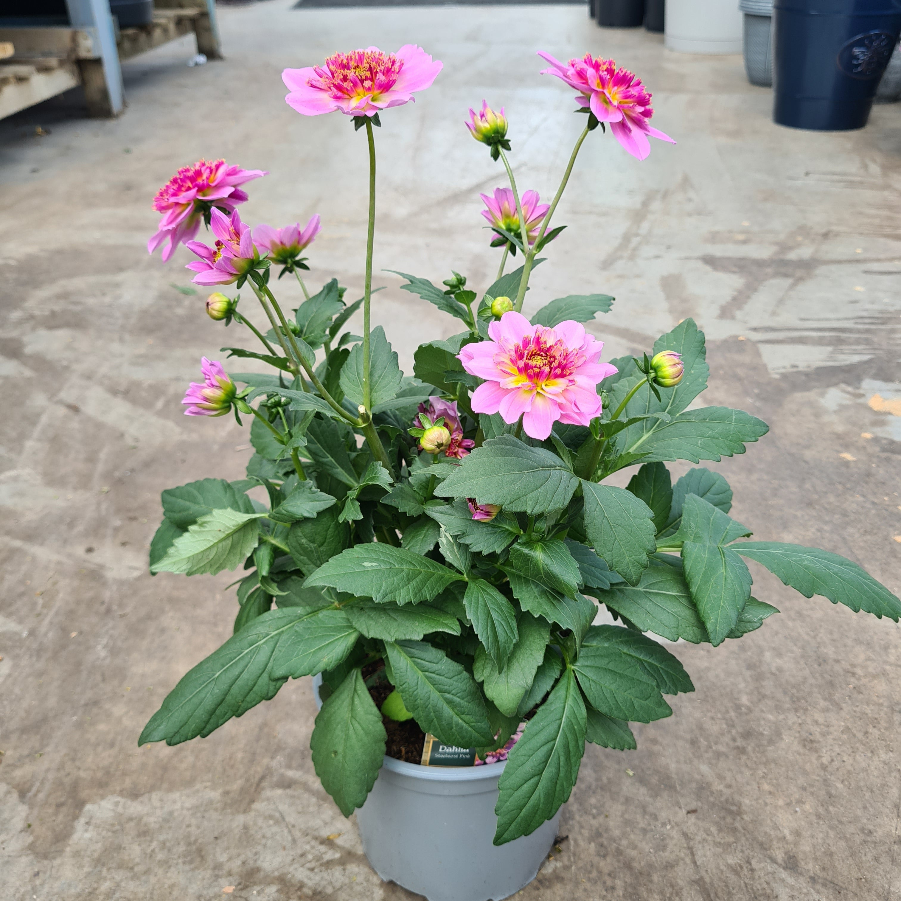 Dahlia- Starburst