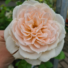 GLYNDEBOURNE® ROSE
