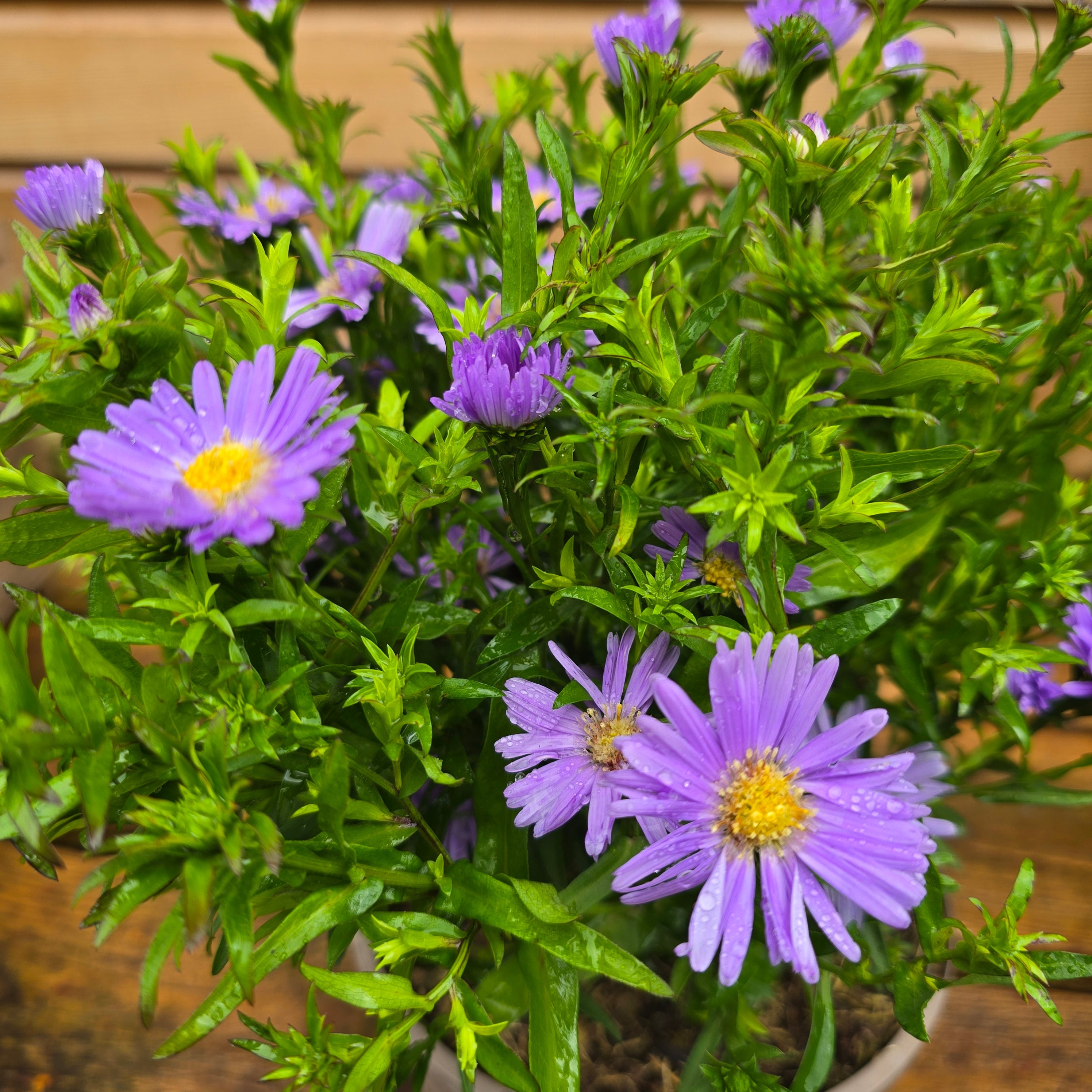 Aster Alpha Light Purple