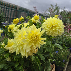Dahlia Kelvin Floodlight