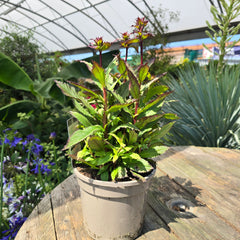 Lobelia Starship Burgundy